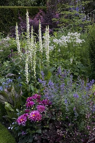 Biosphoto | 1019915 | Molène 'Album' en fleur dans un jardin fleuri | &copy; NouN / Biosphoto