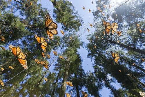 Biosphoto | 2134496 | Monarch butterfly (Danaus plexippus), in wintering from November to March in oyamel pine (Abies religiosa) forest, Sierra Chincua, Monarch Butterfly Biosphere Reserve, Angangueo, State of Michoacan, Mexico | &copy; Sylvain Cordier / Biosphoto