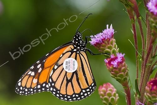 Biosphoto | 2618487 | Monarch Butterfly (Danaus plexippus) migratory butterfly with a migration tracking patch, Montreal, Quebec, Canada. | &copy; Stéphane Vitzthum / Biosphoto