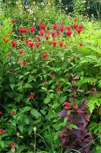 Biosphoto | 55788 | Monarde  Cambridge Scarlet  Jardin de Plantbessin | &copy; Frédéric Didillon / Biosphoto