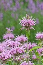 Biosphoto | 1249719 | Monarde 'Croftway Pink' en fleur dans un jardin | &copy; Frédéric Didillon / Biosphoto