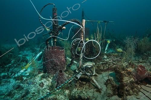 Biosphoto | 1934249 | Monitoring of sponge respiration -Aquarius Reef Base Florida ; non-calcifying reef organisms like sponges will likely benefit from negative impacts to corals caused by ocean acidification and climate changeResearch Mission: Ocean Acidification: Controls on Reef pH; Principal Investigator: Dr. Chris Martens, UNC Chapel Hill<br>Co-Principal Investigator: Dr.Niels Lindquist, UNC Chapel Hill | &copy; Christoph Gerigk / Biosphoto