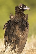 Biosphoto | 2394598 | Monk Vulture (Aegypius monachus) Cordoba, Spain | &copy; Óscar Díez Martínez / Biosphoto