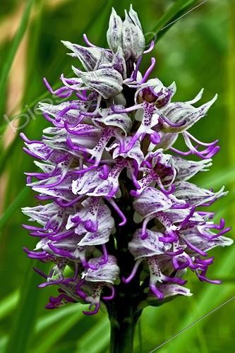 Biosphoto | 2068475 | Monkey orchid (Orchis simia Lam.) in bloom. Vallfogona del Ripolles. Ripolles. Girona. Pyrenees. Catalunya. Spain. | &copy; Antoni Agelet / Biosphoto