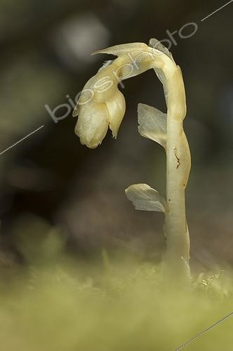 Biosphoto | 1256492 | Monotrope sucepin Espagne | &copy; Marcos Veiga / Visual and Written - Photo Collection / Biosphoto