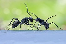 Biosphoto | 2392001 | Monster-head Carpenter Ants (Camponotus sp., subgenus Myrmosericus) pulling the antenna of a congener | &copy; Husni Che Ngah / Biosphoto