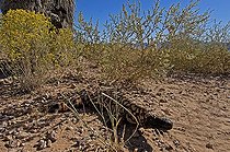 Biosphoto | 1250316 | Monstre de Gila Chiricahua Mountains Arizona USA | &copy; Daniel Heuclin / Biosphoto