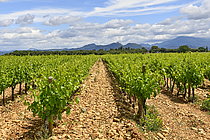 Biosphoto | 2609653 | Mont Ventoux vineyards, Rhône Valley, France | &copy; Dominique Delfino / Biosphoto