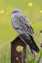Biosphoto | 2422668 | Montagu's Harrier, adult, male, campania, italy (Cyrcus pygargus) | &copy; Saverio Gatto / Biosphoto