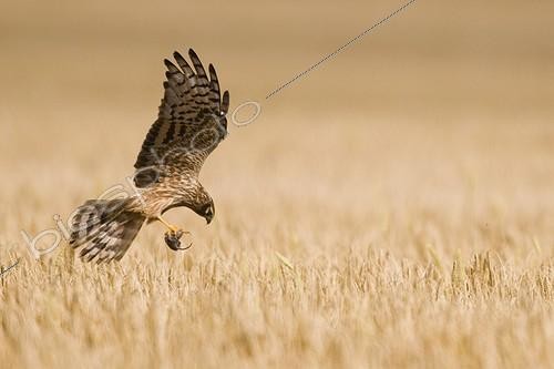 Biosphoto | 944617 | Montagu's Harrier landing in a wheat field Germany ; Breeding site. The bird carries a mouse in its claws | &copy; Berndt Fischer / Biosphoto