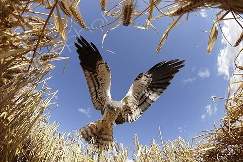 Biosphoto | 849967 | Montagu's Harrier male in approach to arise in nest France ; The farmer has protected the nest of Harriers avoiding mowing Barley on a parcel of 4mx4m. The animals are not killed and are then protected from predators. In two years of follow-up : 100% success to fledging. | &copy; Rémy Courseaux & James Baudrillard / Biosphoto