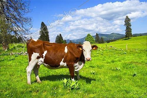 Biosphoto | 2602357 | Montbéliarde cow on a mountain pasture in Haut-Doubs, France | &copy; Monique Morin / Biosphoto