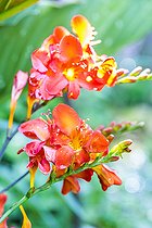 Biosphoto | 2546745 | Montbrétia 'Okavango', Crocosmia 'Okavango', fleurs | &copy; Jean-Michel Groult / Biosphoto