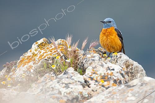 Biosphoto | 2629169 | Monticole de roche (Monticola saxatilis). Ronda, Málaga, Espagne. | &copy; Pablo Barrena / Biosphoto