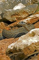 Biosphoto | 1250402 | Montpellier snake male on rocks France | &copy; Daniel Heuclin / Biosphoto