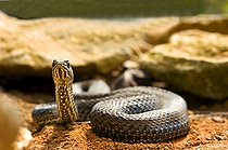 Biosphoto | 1250403 | Montpellier snake male on rocks France | &copy; Daniel Heuclin / Biosphoto