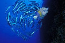 Biosphoto | 981084 | Moon Angelfish and Shoal of Bigeye Travellys, Ras Mohammed, Sinai, Red Sea, Egypt | &copy; Borut Furlan / WaterFrame / Biosphoto
