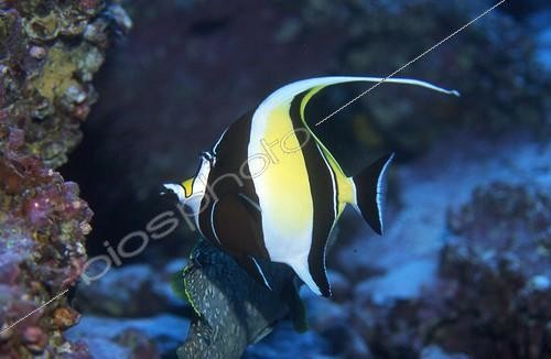 Biosphoto | 499941 | Moorish idol Malpelo Pacific Ocean | &copy; Yves Lefèvre / Biosphoto