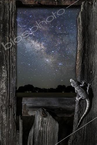 Biosphoto | 2088777 | Moorish Wall Gecko (Tarentola mauritanica) observing the Milky Way, Spain. Highlighted mention, Oasis 2018. | &copy; Mario Cea Sanchez / Biosphoto