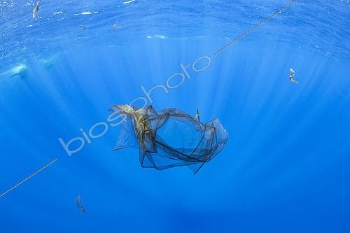 Biosphoto | 2424074 | Morceau transparent de peau de Grand Cachalot (Physeter macrocephalus), ils se frottent quand ils se fréquentent et se toilettent en frottant leurs corps énormes, Dominique, Mer des Caraïbes, Océan Atlantique. Photo prise sous permis n ° RP 16-02 / 32 FIS-5 | &copy; Franco Banfi / Biosphoto