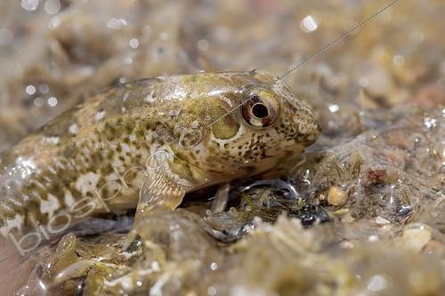 Biosphoto | 2526596 | Mordocet (Lipophrys pholis) sur un rocher émergé à marée basse, Bréhat, Côtes-d'Armor, France | &copy; Marie Aymerez / Biosphoto