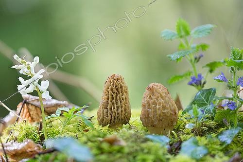Biosphoto | 2560714 | Morel (Morchella conica), Rhine forests, Haut-Rhin, Alsace, France | &copy; Bruno Mathieu / Biosphoto