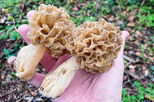 Biosphoto | 2597891 | Morille bonde (Morchella esculenta) champignon excellent comestible, Récolte au printemps, Lorraine, France | &copy; Stéphane Vitzthum / Biosphoto