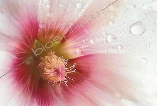 Biosphoto | 1606500 | Morning dew drops on a mallow blossom (malva). | &copy; Michael Peuckert / imageBROKER / Biosphoto