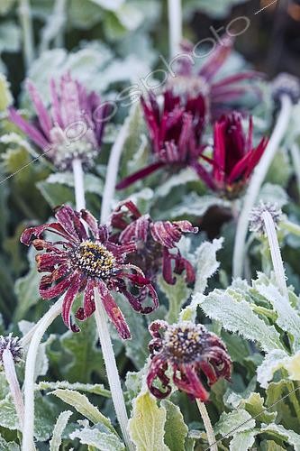 Biosphoto | 2435510 | Morning frost on a South African daisy (Arctotis x hybrida) 'Mahogany' in bloom | &copy; Jean-Michel Groult / Biosphoto
