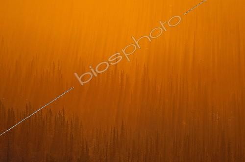 Biosphoto | 113049 | Morning ligths unlighting the Taiga Finland | &copy; Christophe Sidamon-Pesson / Biosphoto