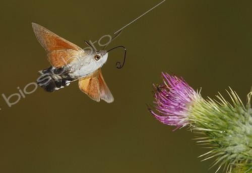 Biosphoto | 2009165 | Moro-sphinx en vol - Espagne | &copy; Mario Cea Sanchez / Biosphoto