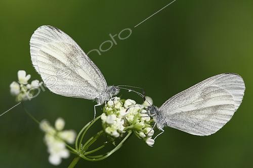 Biosphoto | 2072738 | Moroccan Orange Tip (Leptidea sinapis) two butterflies on a flower in the late morning of spring along a forest path, Entre-deux-Mers region, Gironde, Aquitaine, France. | &copy; Bernard Dubreuil / Biosphoto