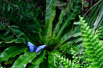Biosphoto | 2584804 | Morpho bleu (Morpho helenor) in flight, Morphinae from Mexico, Honduras, Guatemala, Costa Rica, El Salvador, Panama, Surinam, Guyana, Venezuela, Colombia, Ecuador, Peru, Argentina, Paraguay, Brazil, whose host plants are Fabaceae. Tropical butterfly farm in Hunawihr, Alsace, France | &copy; Stéphane Vitzthum / Biosphoto