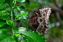 Biosphoto | 2584807 | Morpho bleu (Morpho helenor) sur feuille, Morphinae du Mexique, Honduras, Guatemala, Costa Rica, Salvador, Panama, Surinam, Guyane, Venezuela, Colombie, Equateur, Pérou, Argentine, Paraguay, Brésil dont les plantes hôtes sont les Fabacées. Ferme aux papillons tropicaux à Hunawihr, Alsace, France | &copy; Stéphane Vitzthum / Biosphoto