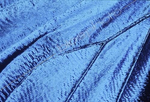 Biosphoto | 513533 | Morpho. Détail de l'aile ; Morpho. Amérique du sud. Détail de l'aile avec des incidences de lumières différentes. | &copy; Pascal Goetgheluck / Biosphoto