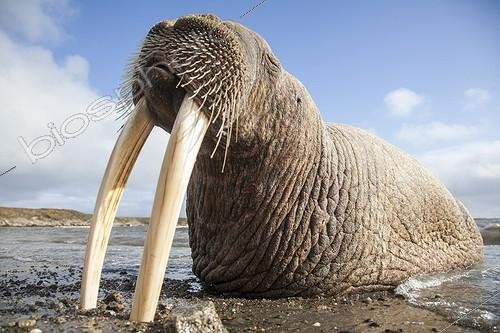 Biosphoto | 2047725 | Morse du Pacifique sur le rivage - Tchoukotka Russie | &copy; Mike Korostelev / Biosphoto