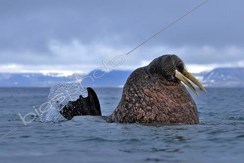 Biosphoto | 1184361 | Morse in the shallow water Prins Karls Forland Svalbard | &copy; Benoist Clouet  / Biosphoto