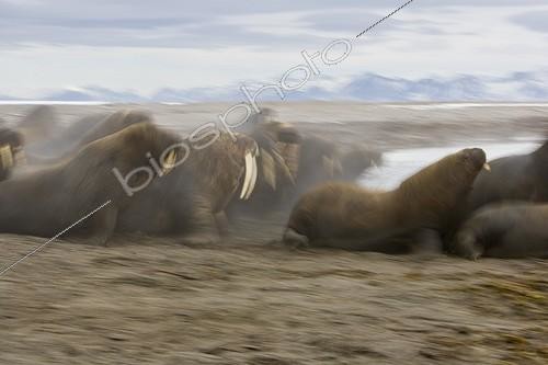 Biosphoto | 642976 | Morses en fuite sur le rivage en été Svalbard | &copy; Theo Allofs / Biosphoto