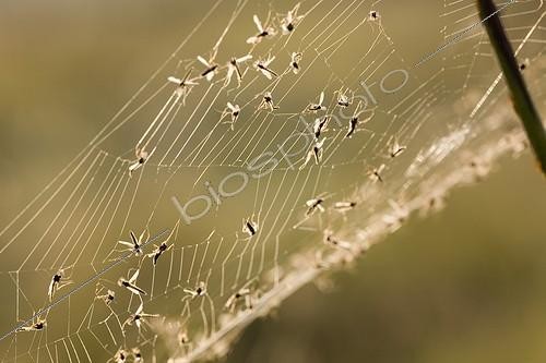 Biosphoto | 640432 | Mosquitoes caught in a cobweb France | &copy; Albert Montanier / Biosphoto