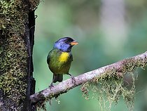 Biosphoto | 2601754 | Moss-backed tanager (Bangsia edwardsi) on a branch, Equatorial Andes forest, Ecuador, South America | &copy; Brigitte Marcon / Biosphoto