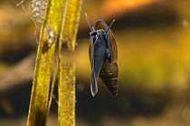 Biosphoto | 2602110 | Moss bladder snail (Aplexa hypnorum) in a pond, Loir et Cher, France | &copy; Bruno Guénard / Biosphoto