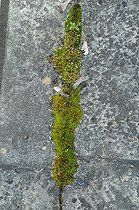 Biosphoto | 2547061 | Moss growing between the tiles of a terrace | &copy; Catherine Fruhinsholz / Biosphoto