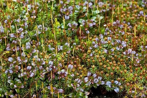 Biosphoto | 1979148 | Mosses and seedlings in the boreal forest - Québec Canada | &copy; Régine Rosenthal / Biosphoto
