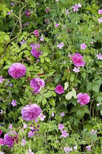 Biosphoto | 1001673 | Mossy Rose 'Maréchal Davoust' and Geranium in bloom  ; Le jardin des lianes | &copy; Hervé Lenain / Biosphoto
