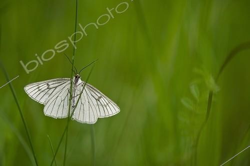 Biosphoto | 2011053 | Moth on a blade of grass - Burgundy France | &copy; Anne Claire Monna / Biosphoto