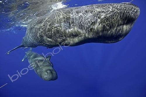 Biosphoto | 2067101 | Mother and calf sperm whale, Physeter macrocephalus, Vulnerable (IUCN), Dominica, Caribbean Sea, Atlantic Ocean. Photo taken under permit n°RP 13/365 W-03. | &copy; Franco Banfi / Biosphoto
