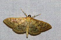 Biosphoto | 2608742 | Mother of pearl moth (Pleuroptya ruralis) on fabric, Isère, France | &copy; Jean-François Noblet / Biosphoto
