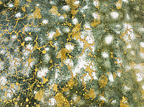 Biosphoto | 2609300 | Motifs abstraits dans les eaux peu profondes d'un étang salé dans les marais de la réserve naturelle de Bahía de Cádiz. Vue aérienne. Prise de vue par drone. Province de Cadix, Andalousie, Espagne. | &copy; Thomas Dressler / Biosphoto