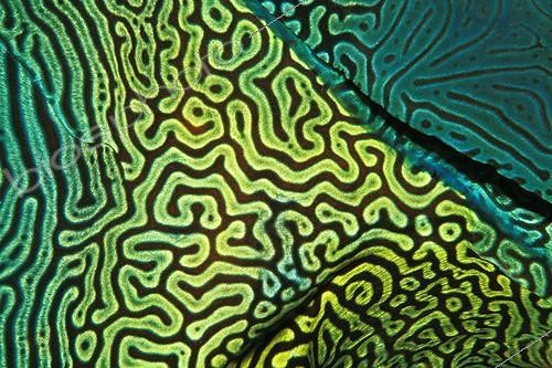 Biosphoto | 981252 | Motifs colorés d'un Poisson Napoléon | &copy; Borut Furlan / WaterFrame / Biosphoto