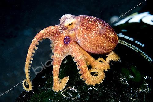 Biosphoto | 2619543 | Mototi Octopus (Amphioctopus siamensis) on bottle, TK3 dive site, Lembeh Straits, Sulawesi, Indonesia, Pacific Ocean | &copy; Colin Marshall / Biosphoto